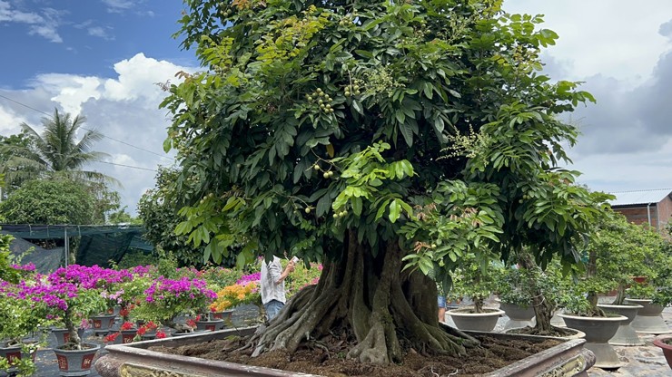 Chiêm ngưỡng cây nhãn bonsai cổ thụ, giá bán lên đến gần 200 triệu đồng-1
