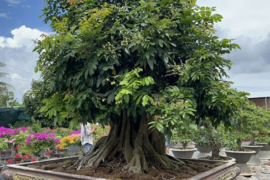 Chiêm ngưỡng cây nhãn bonsai cổ thụ, giá bán lên đến gần 200 triệu đồng