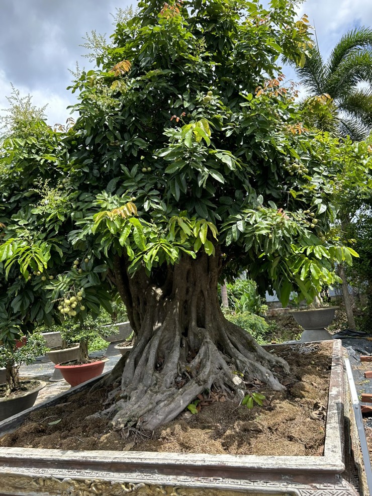 Chiêm ngưỡng cây nhãn bonsai cổ thụ, giá bán lên đến gần 200 triệu đồng-2