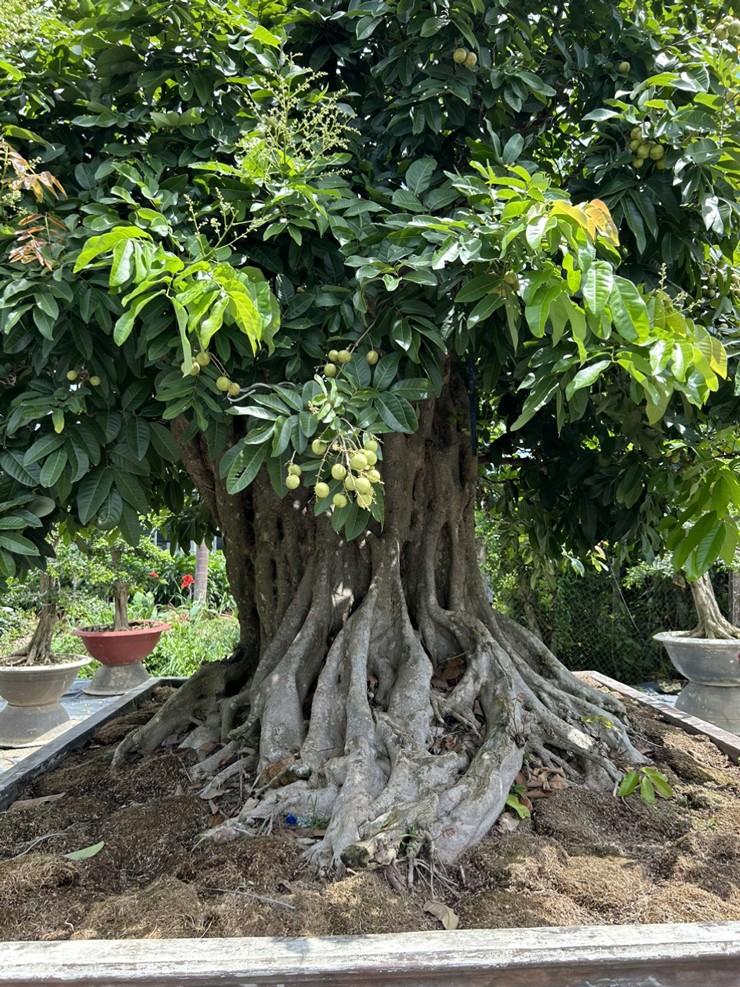 Chiêm ngưỡng cây nhãn bonsai cổ thụ, giá bán lên đến gần 200 triệu đồng-3