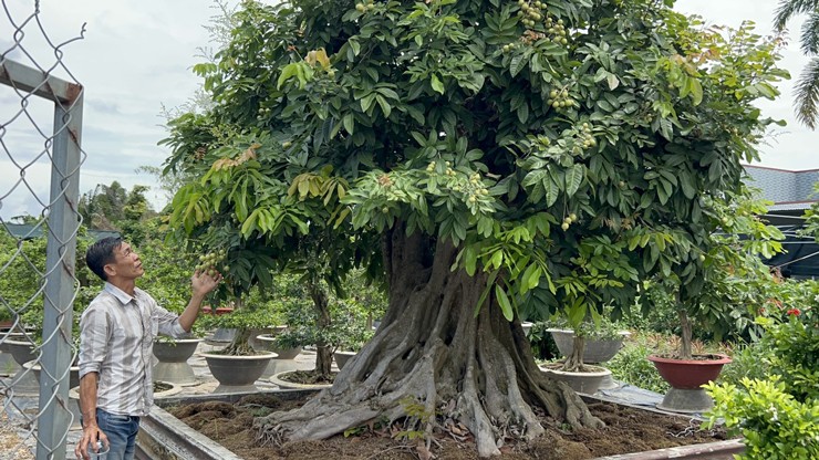 Chiêm ngưỡng cây nhãn bonsai cổ thụ, giá bán lên đến gần 200 triệu đồng-4