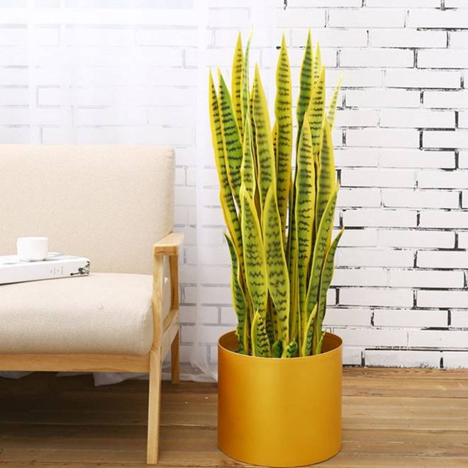 Những loại hoa nghe tên rất hổ báo”, nhưng vừa hút tài lộc vừa xua tà khí, cực dễ chăm sóc-2