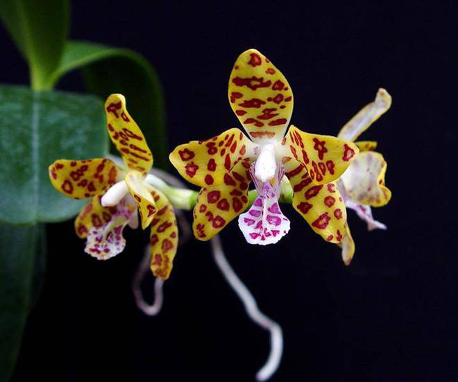 Những loại hoa nghe tên rất hổ báo”, nhưng vừa hút tài lộc vừa xua tà khí, cực dễ chăm sóc-5