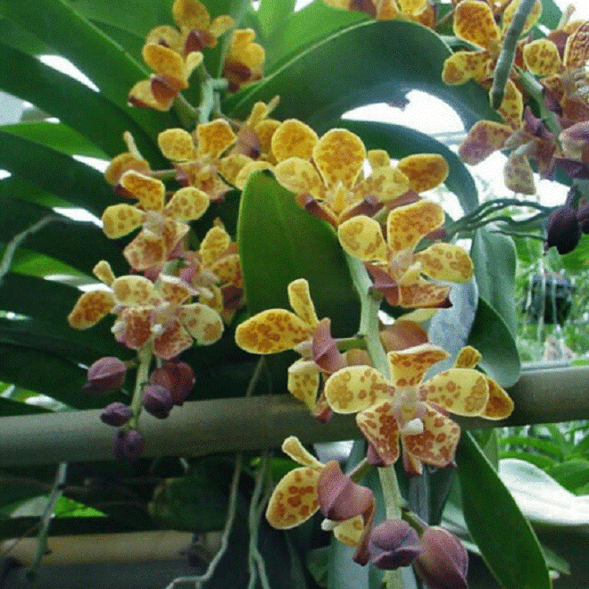 Những loại hoa nghe tên rất hổ báo”, nhưng vừa hút tài lộc vừa xua tà khí, cực dễ chăm sóc-6