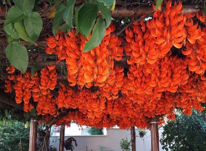 Những loại hoa nghe tên rất hổ báo”, nhưng vừa hút tài lộc vừa xua tà khí, cực dễ chăm sóc-8