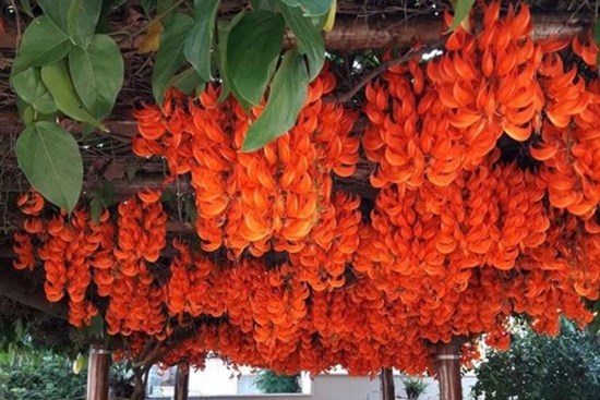 Những loại hoa nghe tên rất “hổ báo”, nhưng vừa hút tài lộc vừa xua tà khí, cực dễ chăm sóc