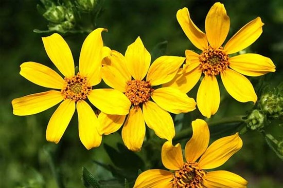 Tử vi ngày 15/7/2023: Tuổi Dậu có quyền tự hào, tuổi Tuất tin vui bất ngờ