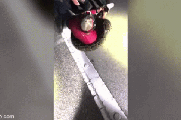 Nghẹt thở cảnh gần 10 người dân và kiểm lâm chung tay bắt trăn khủng-1