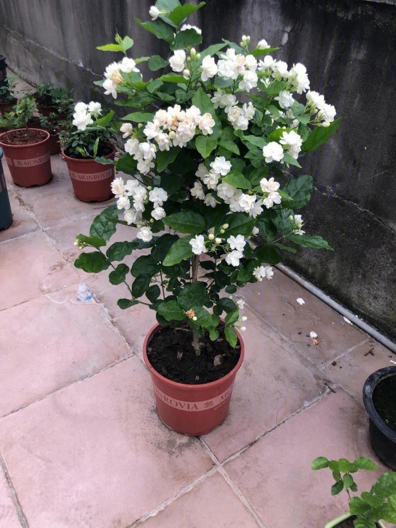 Trồng hoa nhài dùng 3 tuyệt chiêu, 1 cây nở 400 bông, hương hoa đầy nhà, cứ tàn lại nở-1