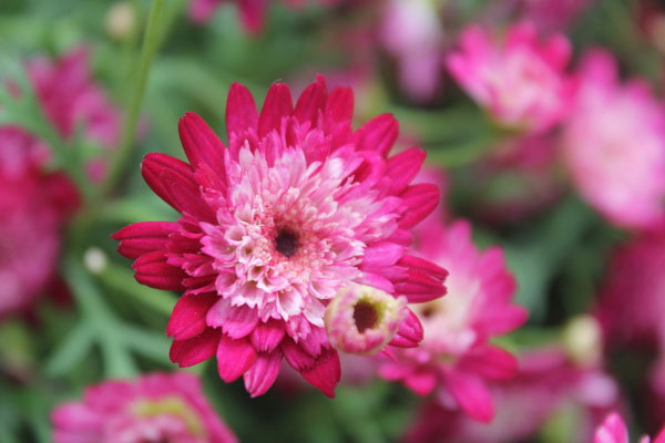 Hậu vận như ý: Sinh tháng Âm lịch này tính tình cương nghị, ngay thẳng, suốt đời có quý nhân che chở-4