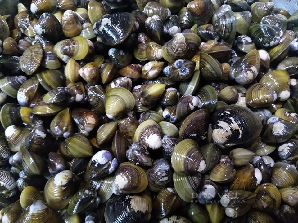 Loại động vật thân mềm rẻ tiền hóa ra là vị thuốc cường dương, đại bổ, đem nấu cháo cực thơm ngon-1