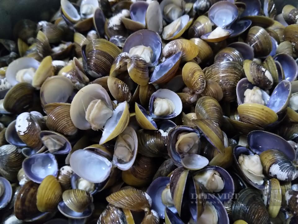 Loại động vật thân mềm rẻ tiền hóa ra là vị thuốc cường dương, đại bổ, đem nấu cháo cực thơm ngon-2