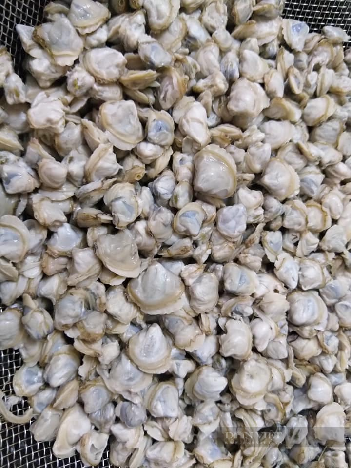 Loại động vật thân mềm rẻ tiền hóa ra là vị thuốc cường dương, đại bổ, đem nấu cháo cực thơm ngon-4