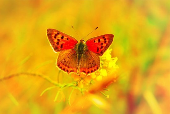 Vạn tuế nở hoa: 3 con giáp vượng vận quý nhân, đón niềm vui bất ngờ, thành công như ý từ giữa tháng 7