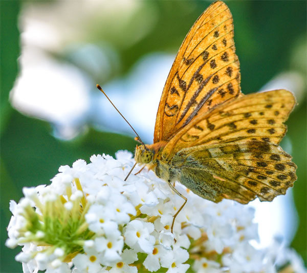 Vạn tuế nở hoa: 3 con giáp vượng vận quý nhân, đón niềm vui bất ngờ, thành công như ý từ giữa tháng 7-3