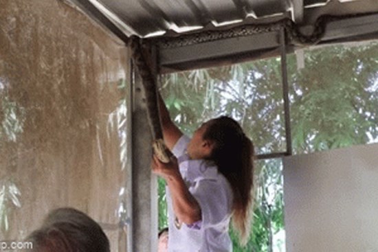 Clip: Kinh hoàng phát hiện trăn khổng lồ gần mái chuồng gà