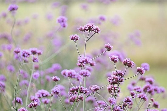 Tử vi ngày 16/7/2023: Tuổi Ngọ đừng ngại thử thách, tuổi Hợi tránh nghĩ cảm tính