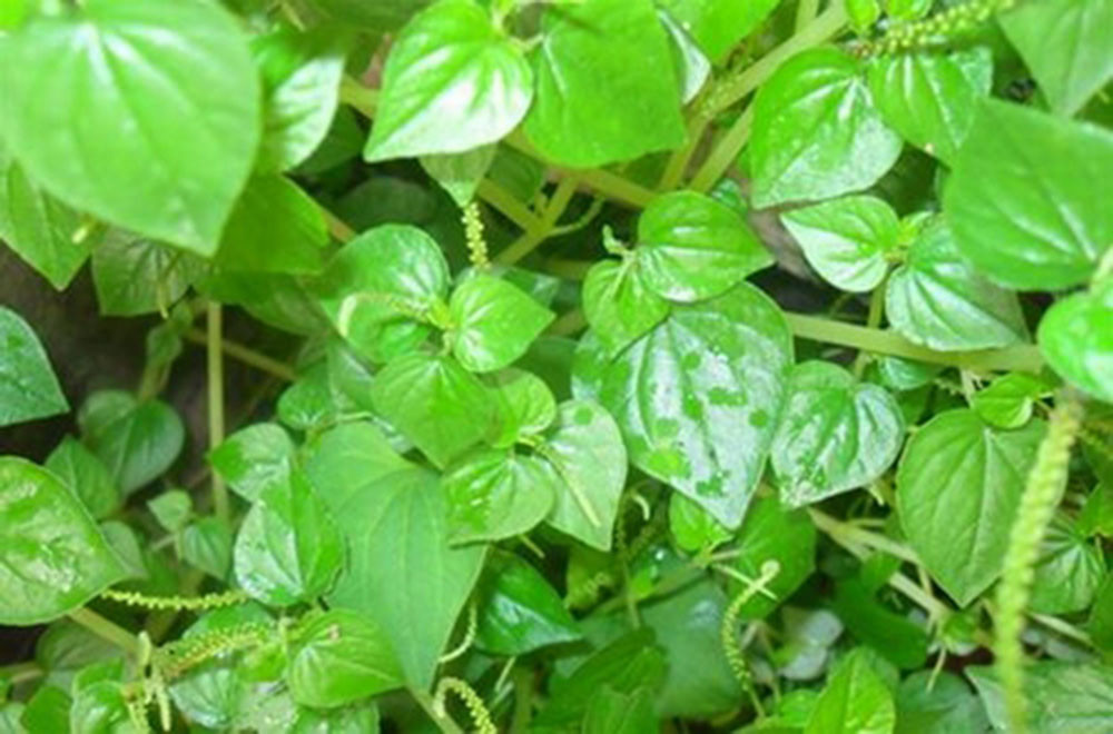 Những loại rau dại ở Việt Nam được thế giới săn lùng-1