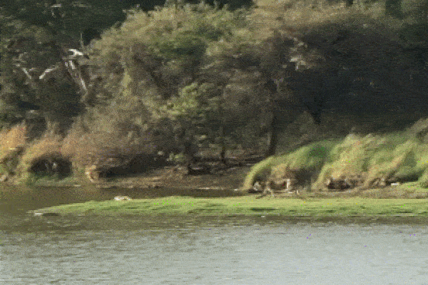 Clip: Hổ dữ chặn đầu, phá hỏng ô tô khiến đôi nam nữ khóc thét-1