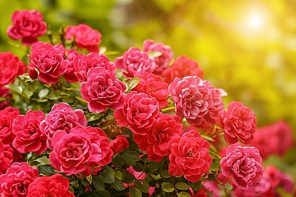 Tử vi tuần mới 17/7 - 23/7/2023: Tuổi Tý may mắn che chở, tuổi Thìn nhiều điều bất ngờ-1