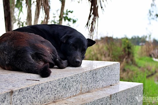 Tiết lộ về chú chó già 6 năm canh mộ cậu chủ ở Long An