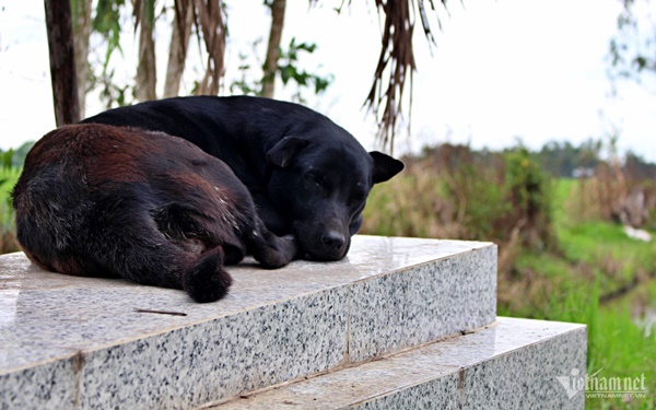 Tiết lộ về chú chó già 6 năm canh mộ cậu chủ ở Long An-1
