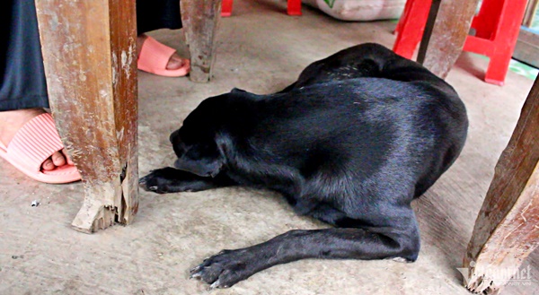 Tiết lộ về chú chó già 6 năm canh mộ cậu chủ ở Long An-4