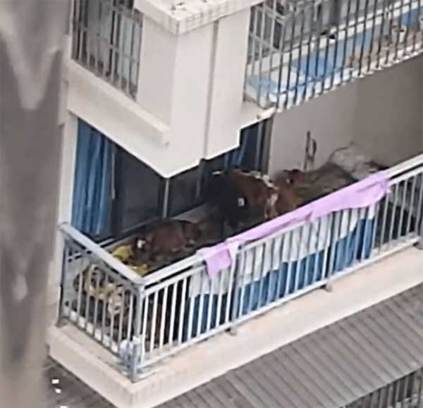 Chuyện thật như bịa: Nuôi 7 con bò ở ban công căn hộ chung cư-1