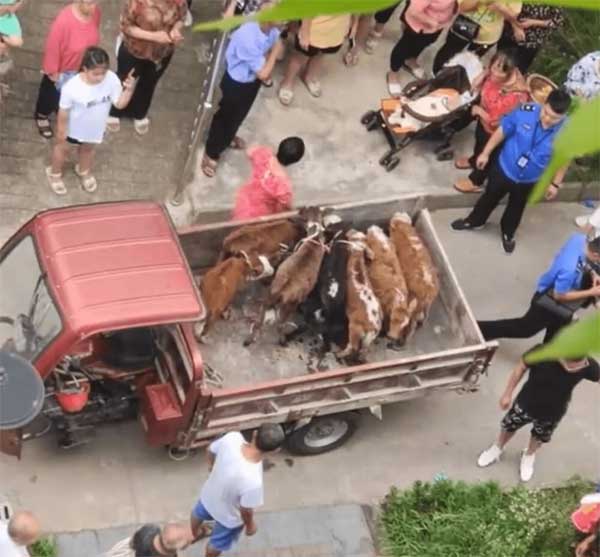 Chuyện thật như bịa: Nuôi 7 con bò ở ban công căn hộ chung cư-2