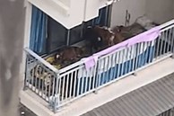 Chuyện thật như bịa: Nuôi 7 con bò ở ban công căn hộ chung cư