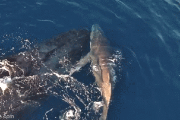 Clip: Cảnh quay tuyệt đẹp về mẹ con cá voi ở ngoài khơi Reunion