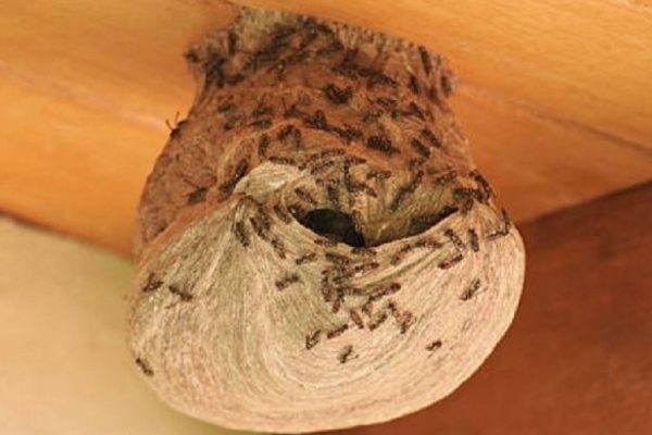 4 bảo bối” đặt trước cửa nhà, giúp Thần Tài gõ cửa, vượng khí dồi dào: Nhà giàu đặc biệt ưa chuộng bảo bối” đầu tiên-6