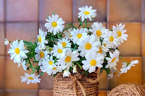 Tử vi ngày 18/7/2023 của 12 cung hoàng đạo: Cự Giải thiếu tập trung, Xử Nữ bướng bỉnh-5