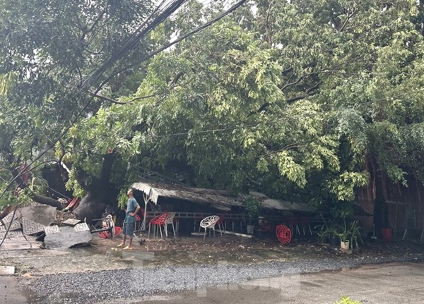 Dông lốc quật ngã cây xanh, đè bẹp xe 16 chỗ, sập quán cà phê-1