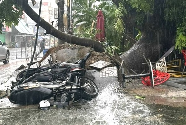 Dông lốc quật ngã cây xanh, đè bẹp xe 16 chỗ, sập quán cà phê-2