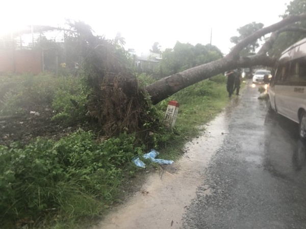Dông lốc quật ngã cây xanh, đè bẹp xe 16 chỗ, sập quán cà phê-6
