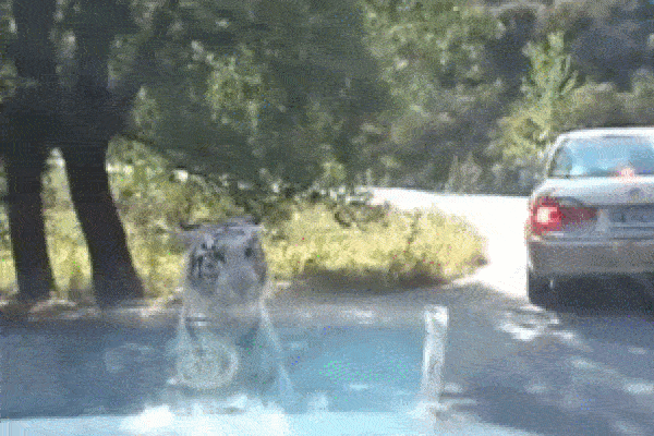 Clip: Tài xế mở cửa sổ cho hổ dữ ăn và cảnh tượng kinh ngạc phía sau-1