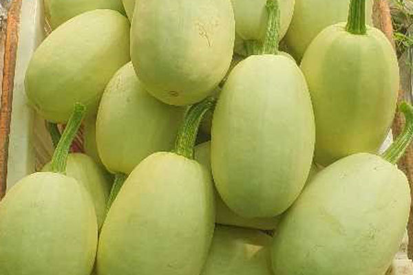 Loại quả rừng bé xíu, giá bán hơn 100.000 đồng/kg vẫn được săn đón-5