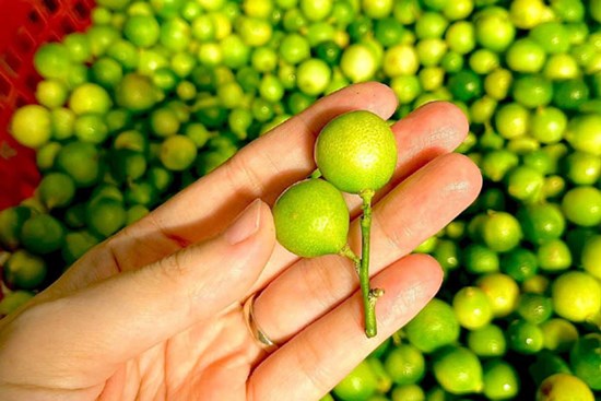 Loại quả rừng bé xíu, giá bán hơn 100.000 đồng/kg vẫn được săn đón