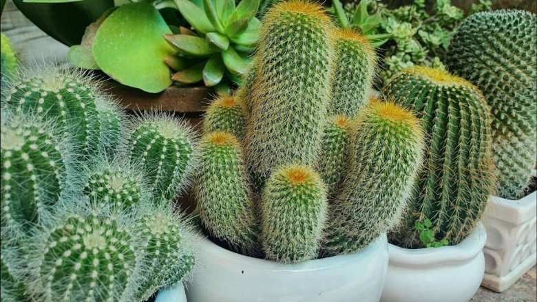 3 loại cây siêu chảnh”, càng chăm càng khó chiều khó sống, thờ ơ một tháng liền xanh tốt-1