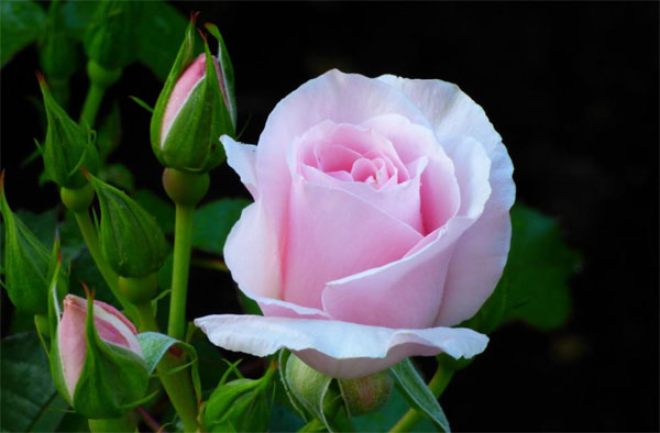 Gặp thời vận đẹp: Người sinh vào 3 tháng Âm lịch này thông minh sắc sảo, gánh lộc về nhà-3