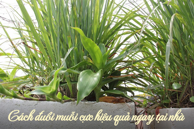 Bất ngờ 5 cách đuổi và diệt muỗi cực hiệu quả, bằng chính 5 nguyên liệu nhà nào cũng có-3