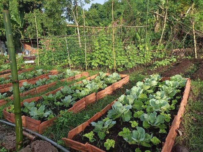 Đang cầm cọ trang điểm, chàng trai 8X nghỉ việc về quê cầm cuốc trồng rau, nay làm chủ 1.000m2 vườn-1