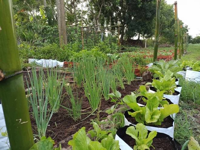 Đang cầm cọ trang điểm, chàng trai 8X nghỉ việc về quê cầm cuốc trồng rau, nay làm chủ 1.000m2 vườn-2