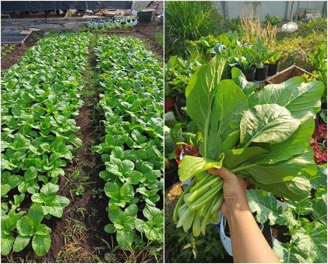 Đang cầm cọ trang điểm, chàng trai 8X nghỉ việc về quê cầm cuốc trồng rau, nay làm chủ 1.000m2 vườn-5