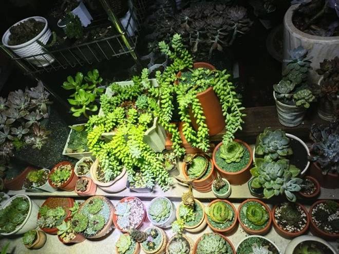 Đang cầm cọ trang điểm, chàng trai 8X nghỉ việc về quê cầm cuốc trồng rau, nay làm chủ 1.000m2 vườn-8