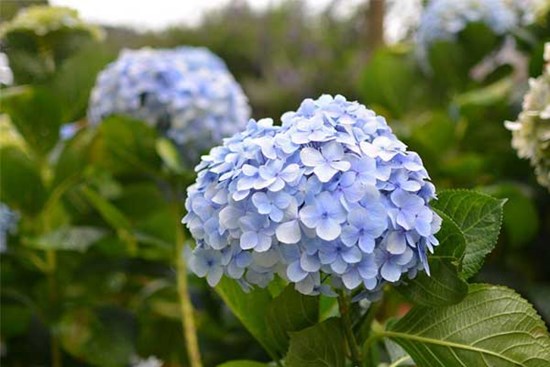 Chuột sa hũ nếp: 3 con giáp lộc lá bủa vây, cuối tháng 7 kiếm tiền đầy túi, hạnh phúc trong tay