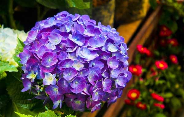 Chuột sa hũ nếp: 3 con giáp lộc lá bủa vây, cuối tháng 7 kiếm tiền đầy túi, hạnh phúc trong tay-2