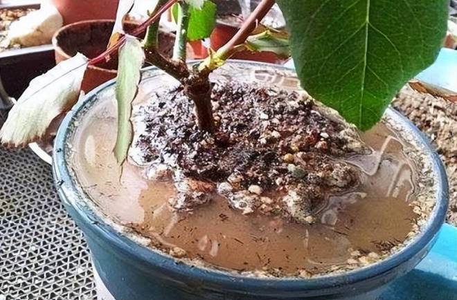 Đất chậu cứng như đá, nứt toác, tưới thứ nước màu vàng này mỗi tuần 1 lần, đất tơi xốp như bánh mì-3