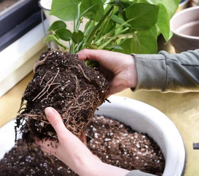 Đất chậu cứng như đá, nứt toác, tưới thứ nước màu vàng này mỗi tuần 1 lần, đất tơi xốp như bánh mì-4